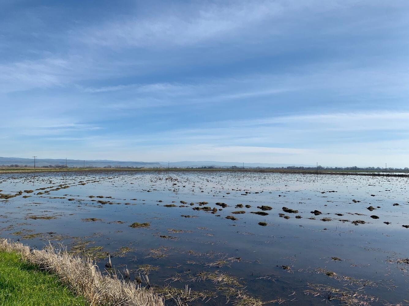 flooded rice field