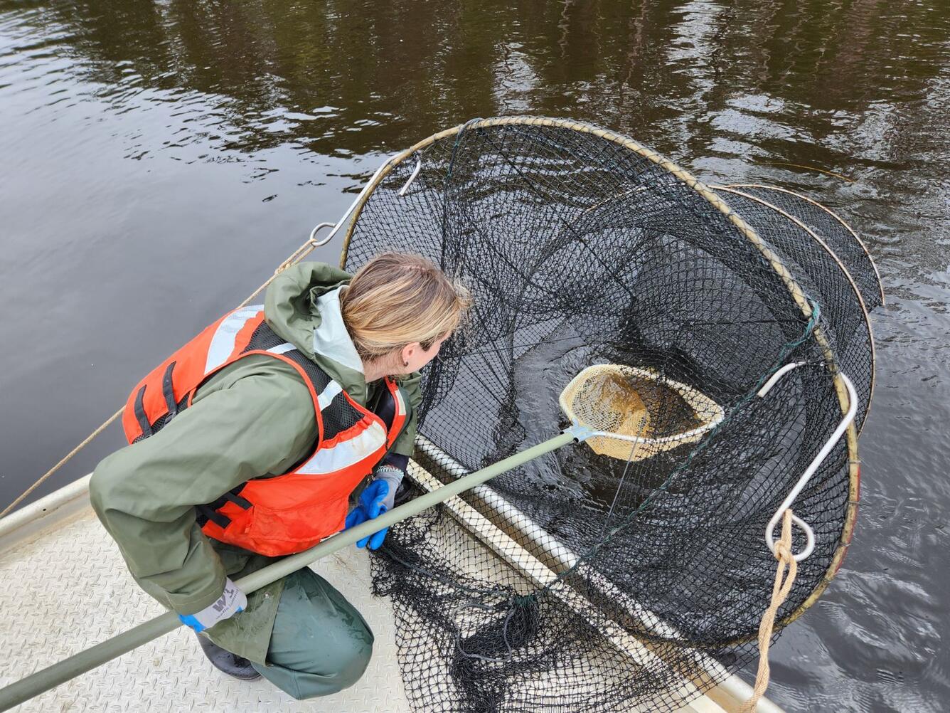 Graduate student dipping fish from a fyke net