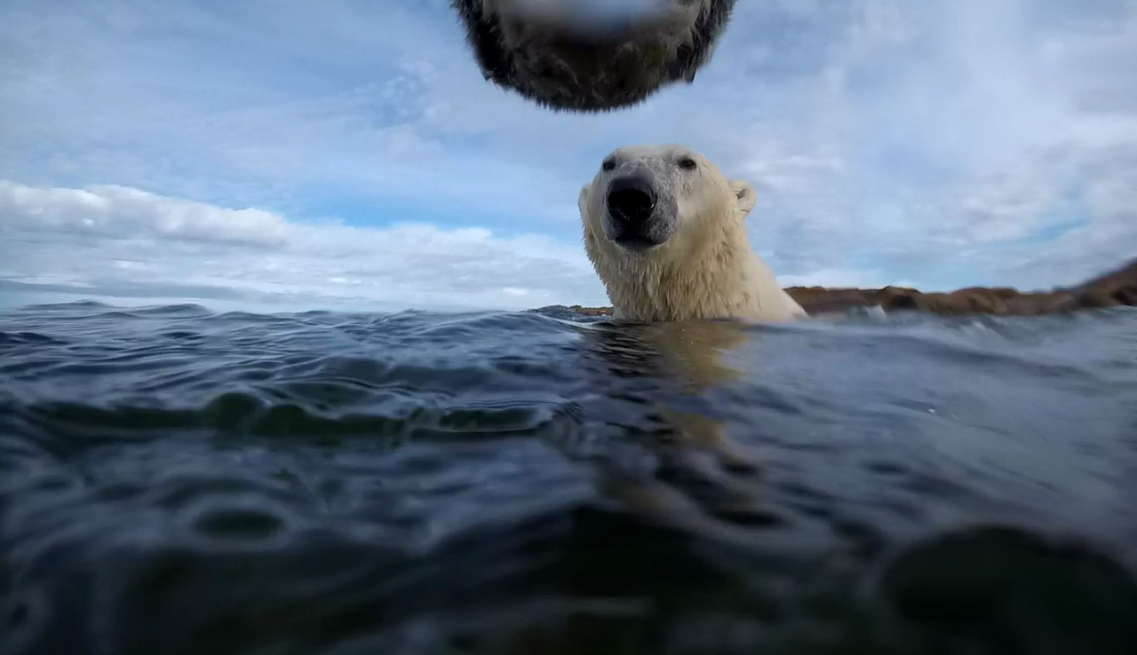 Two polar bears in water. Top center you see the underside chin of bear and below you see full face and neck of bear.