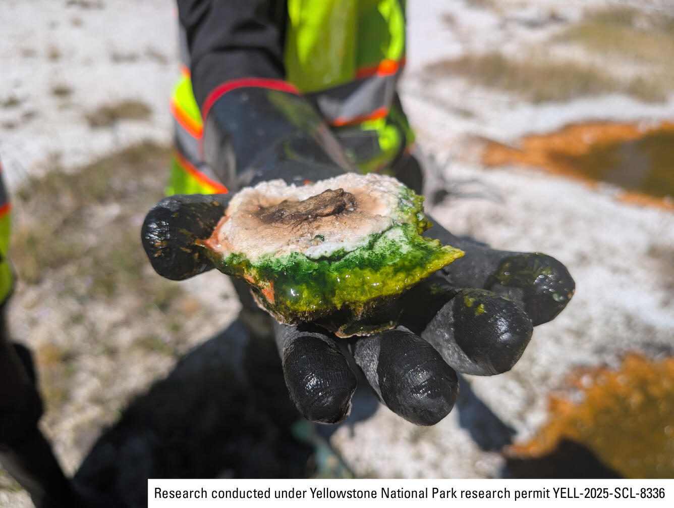 Black gloved hand holding rock sample coated in green algae-like bacteria
