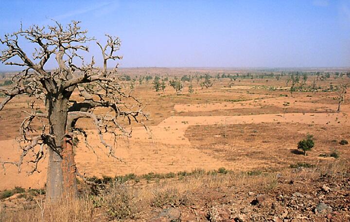 Agricultural Landscape in Senegal in 1984