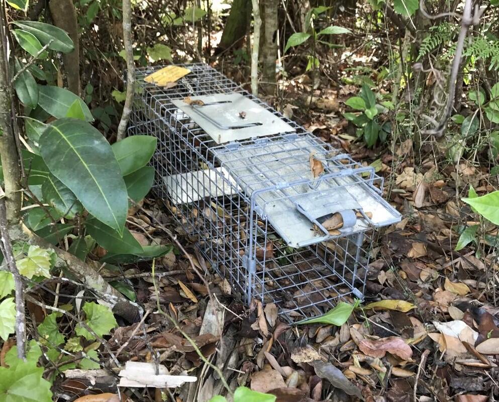 Tegu lizard trap baited with chicken eggs 