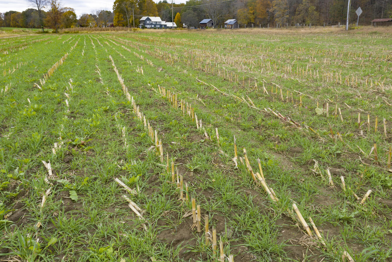 A young cover crop growing in a harvested cornfield