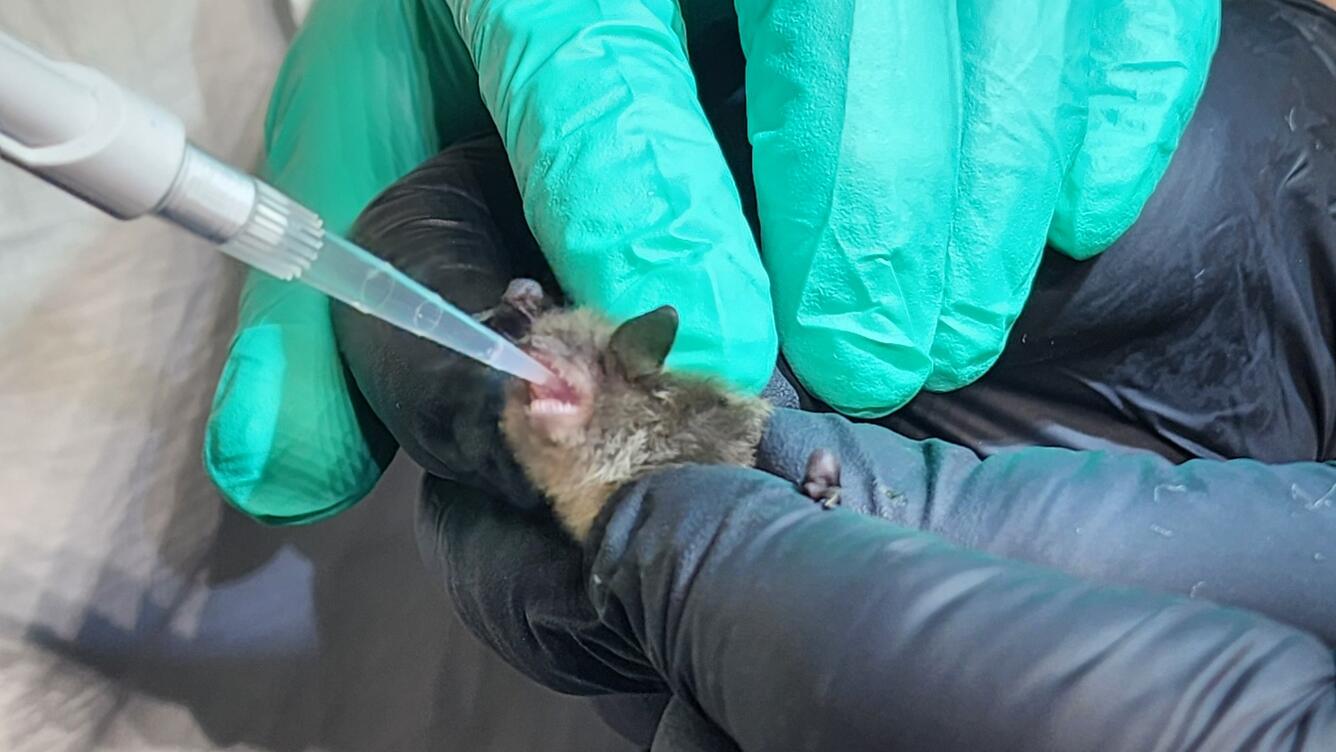A small bat is held in gloved hands and given a vaccine via a long clear syringe. 
