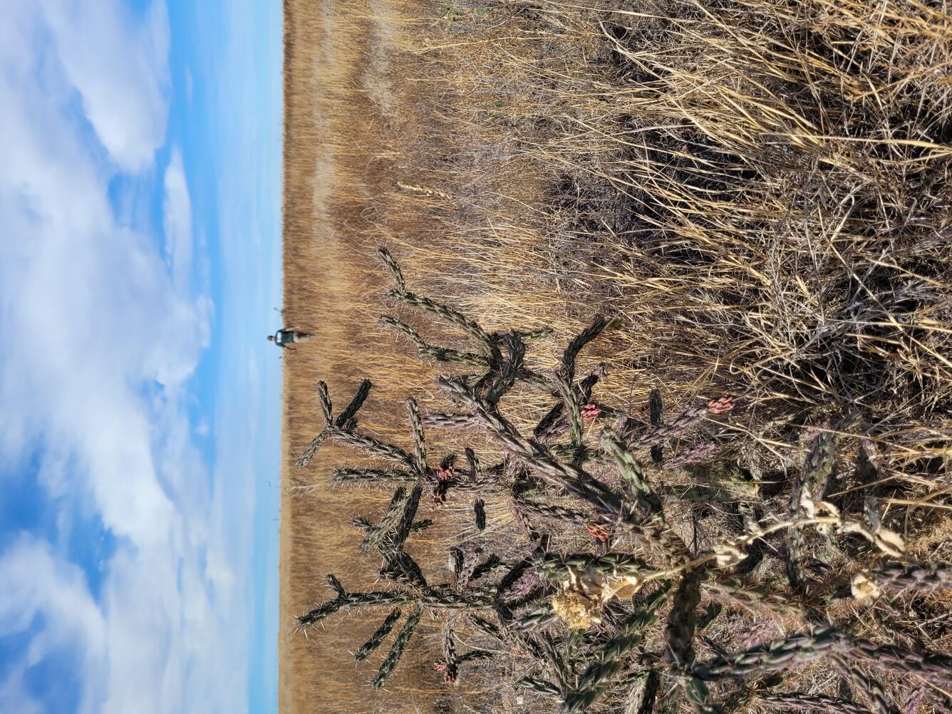 color photo of cactus in Guymon, OK