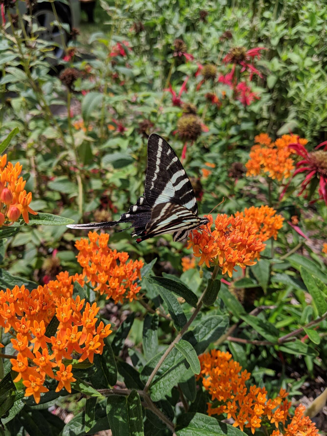 Zebra Swallowtail at the Hance Unit