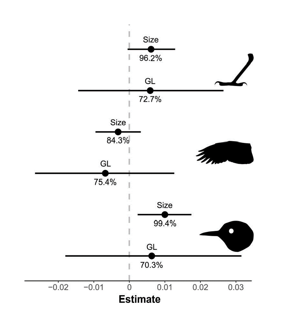 Effects of species traits on morphological change through time. From Zimova et al. 2023.