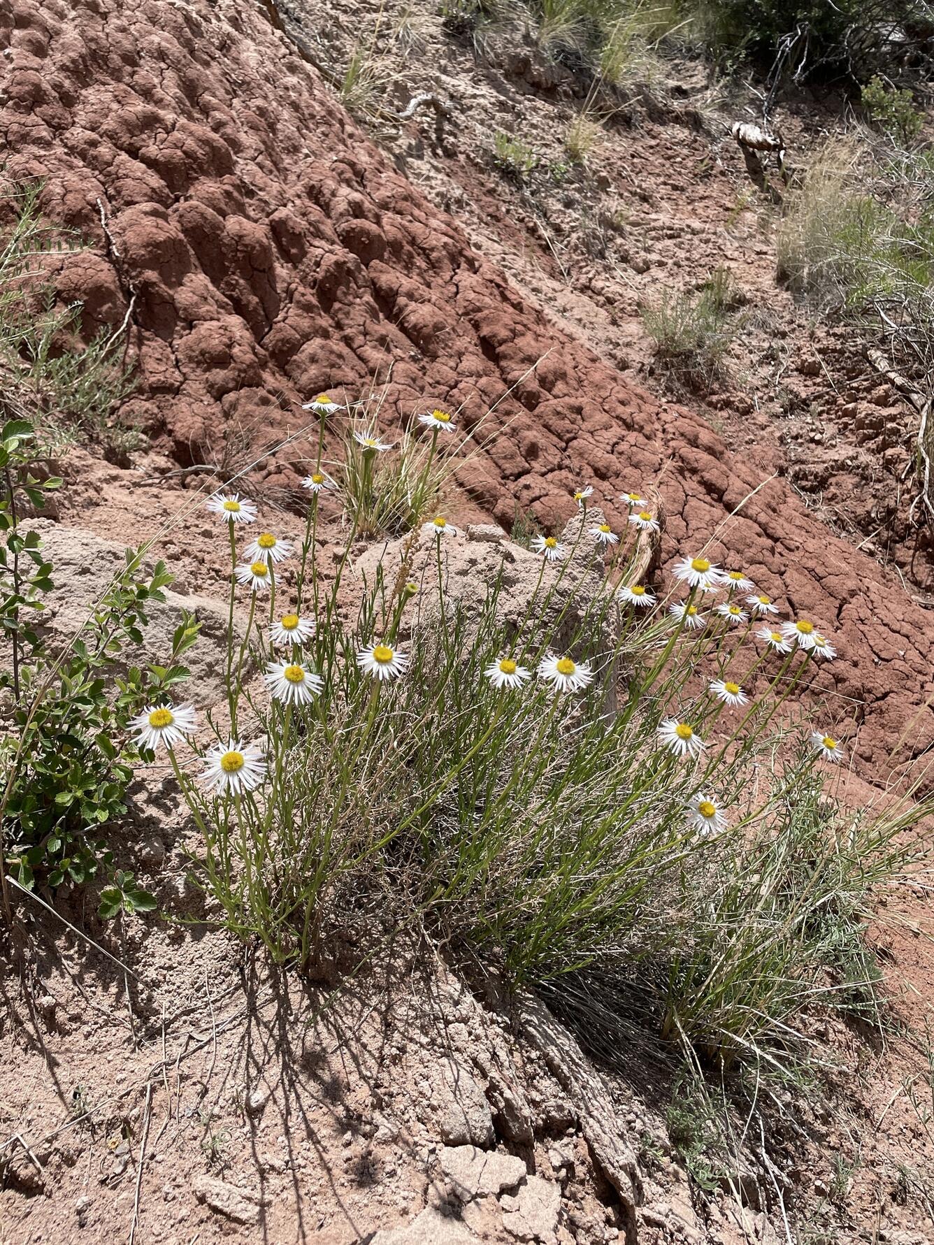 a bunch of small white flowers with yellow florets in the middle of a rocky landscape