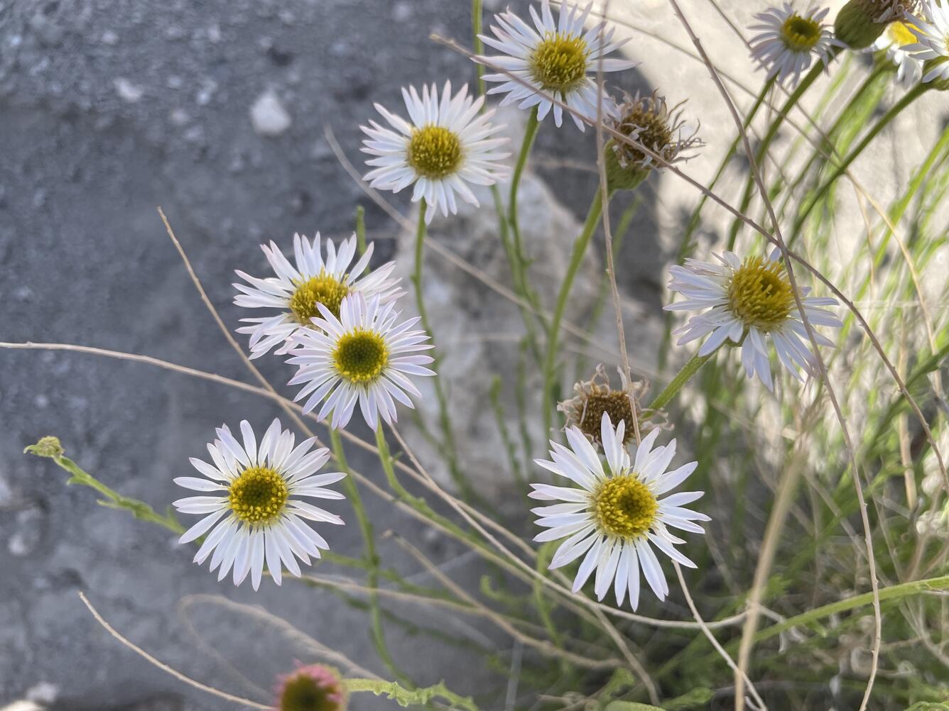 close up of multiple flower heads, flowers have white petals and yellow disc florets