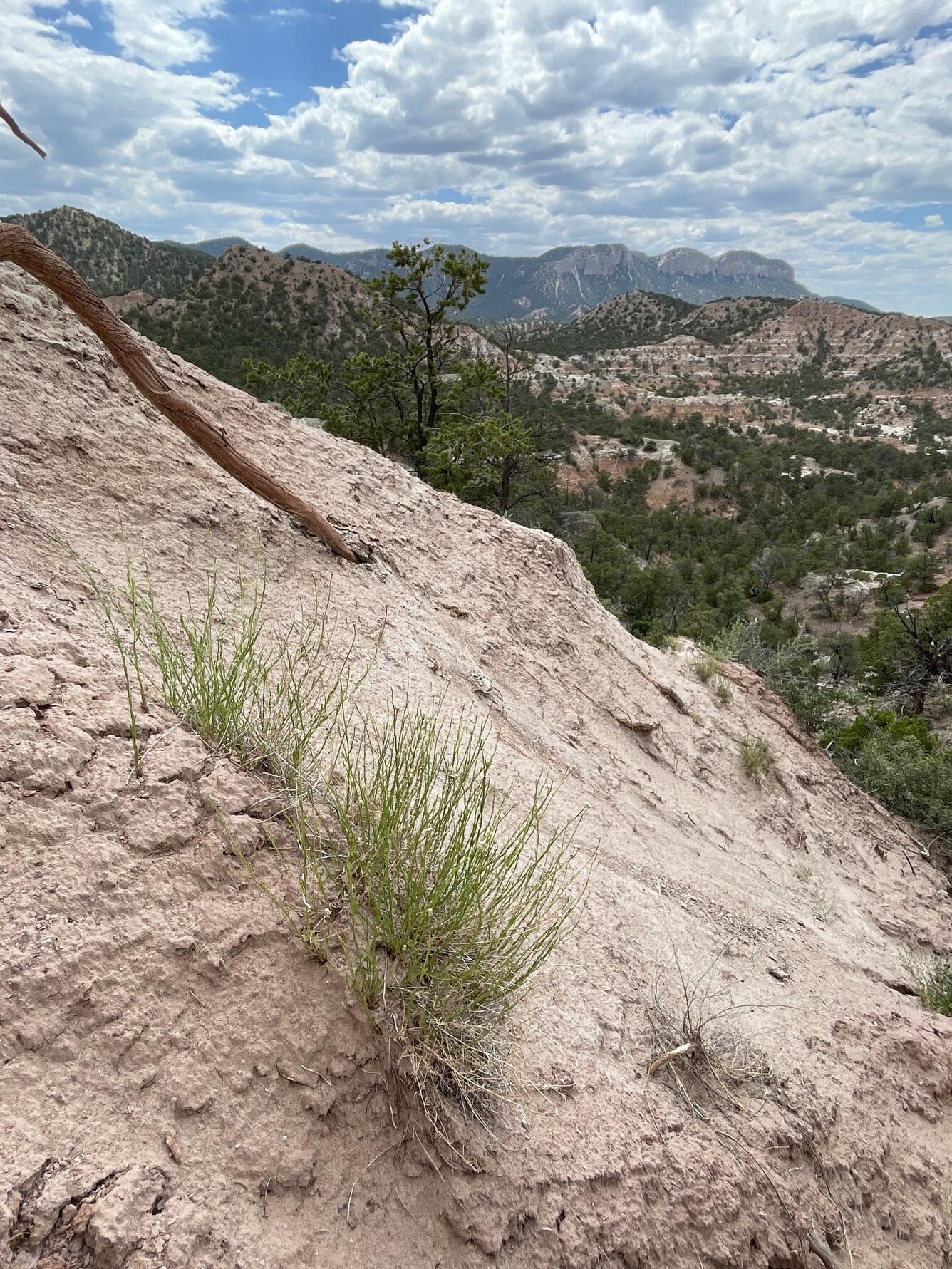 a plant growing out of rocky soil in the foreground, mountains with shrubs and short trees in the background
