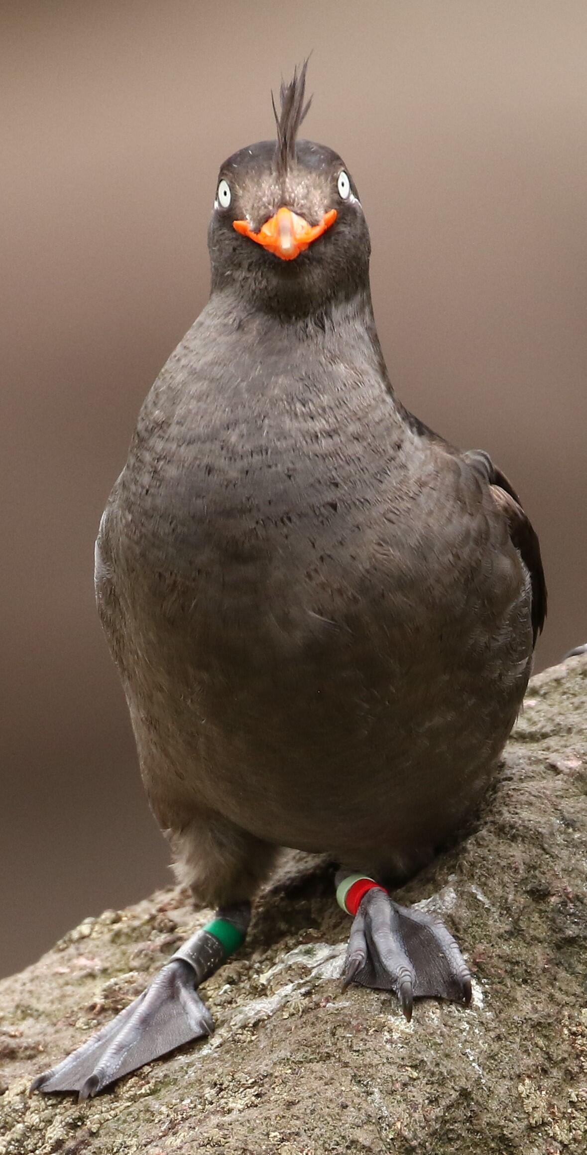 A black squat bird looks directly at the camera with an orange bill and a crest of feathers on top of its head 