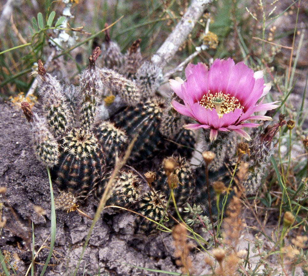 Black lace cactus (Echinocereus reichenbachii var. albertii)
