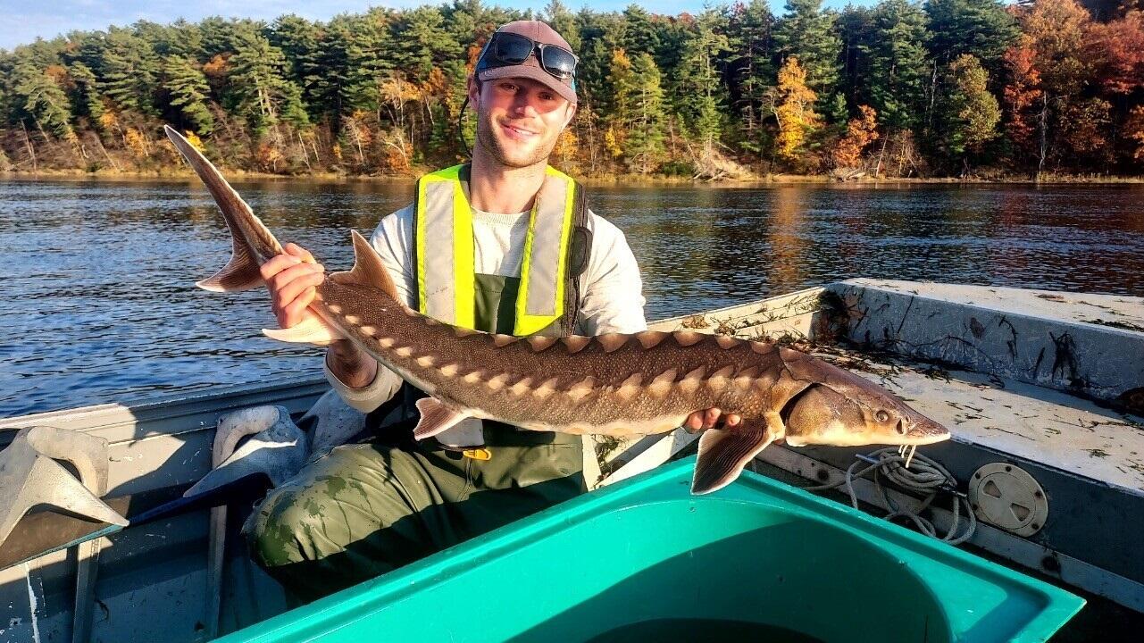 Man on small boat floating on a river holds a 3+ foot long sturgeon