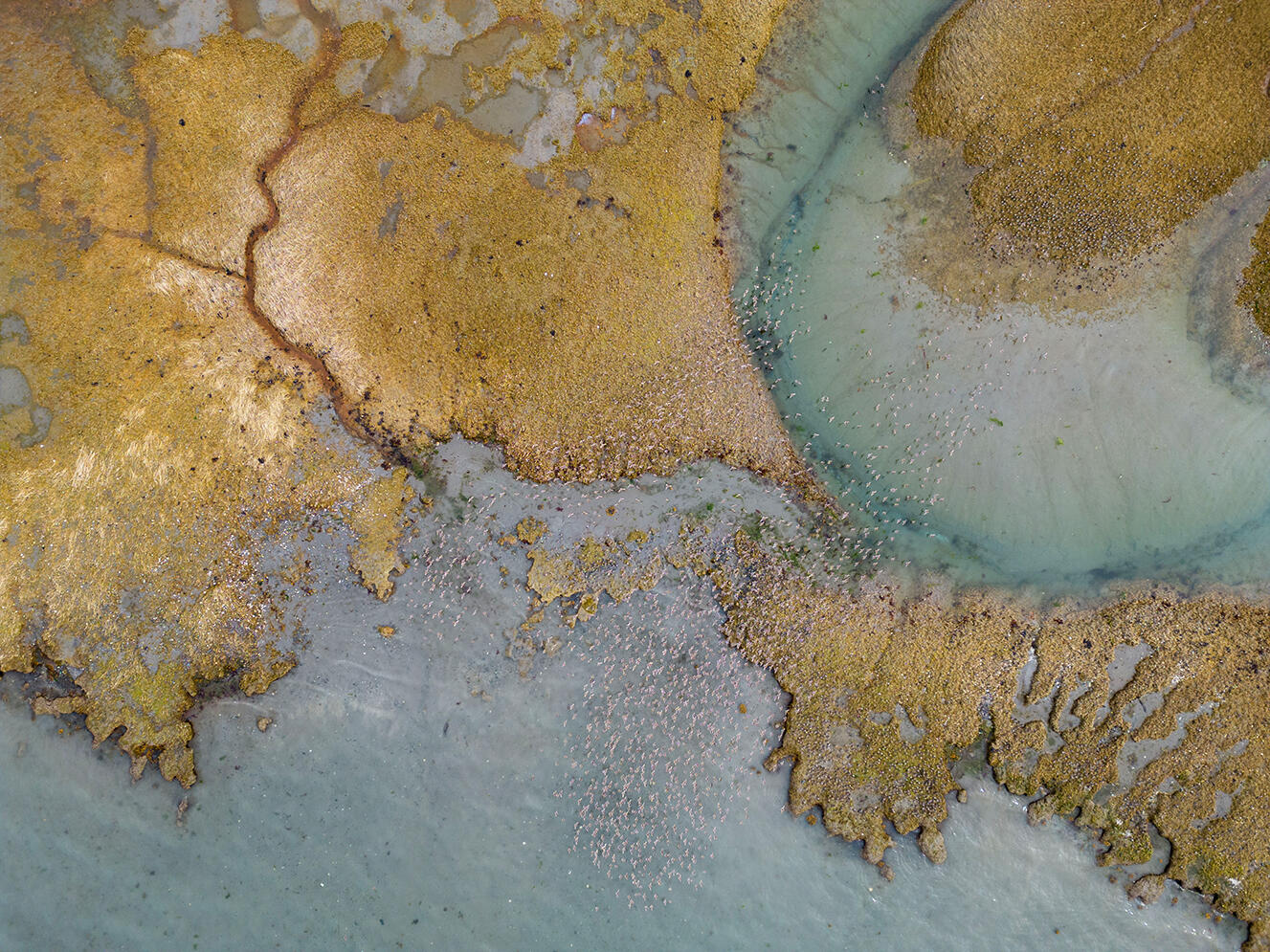 Aerial shot of bird migration
