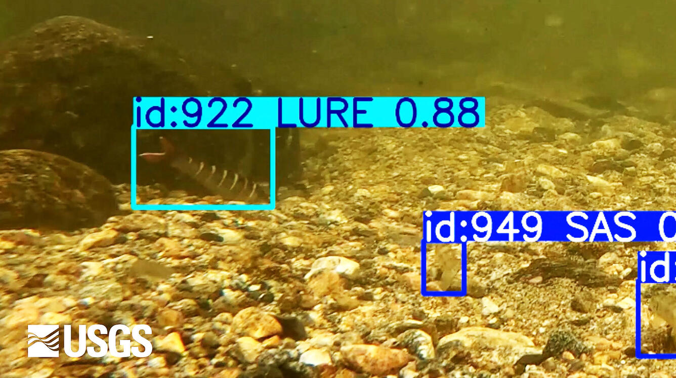 Open-source image recognition program is used to detect the fish and lures