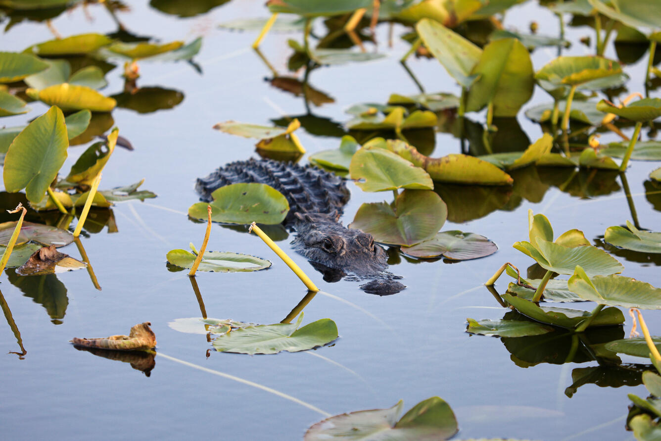 Top part of an alligator above the water