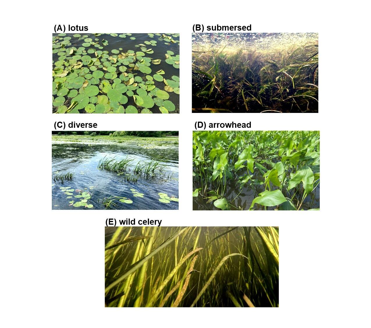 Photographs of five types of aquatic plant community types: lotus, submersed, diverse, arrowhead, and wild celery.