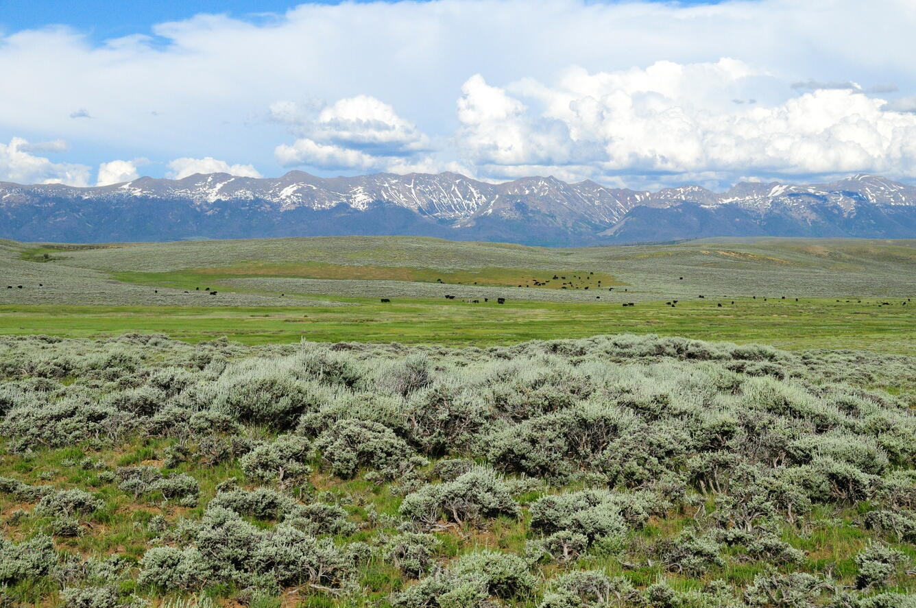 sagebrush shrubs in the foreground, grasslands and cattle behind, large mountains with snow in the background