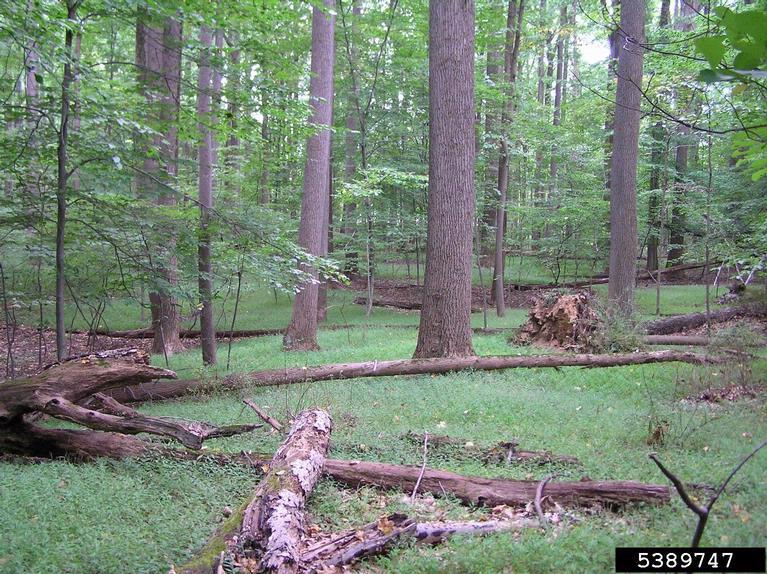 forest with invasive grass covering the forest floor