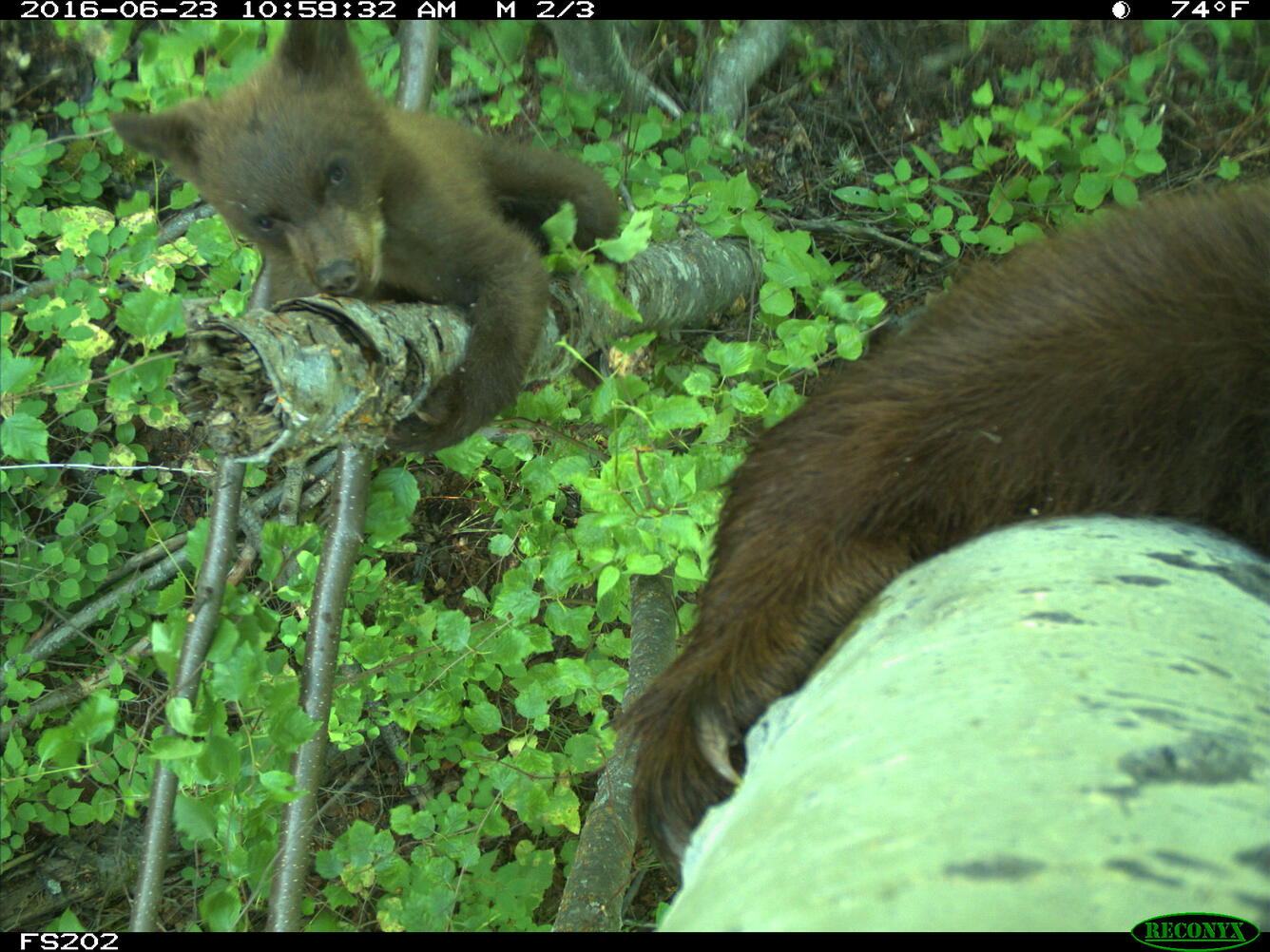 A trail camera in Idaho captured rare footage of a bear cub