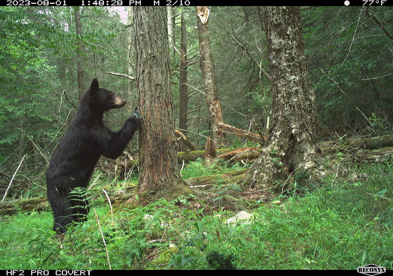 Bear spotted on a trail camera