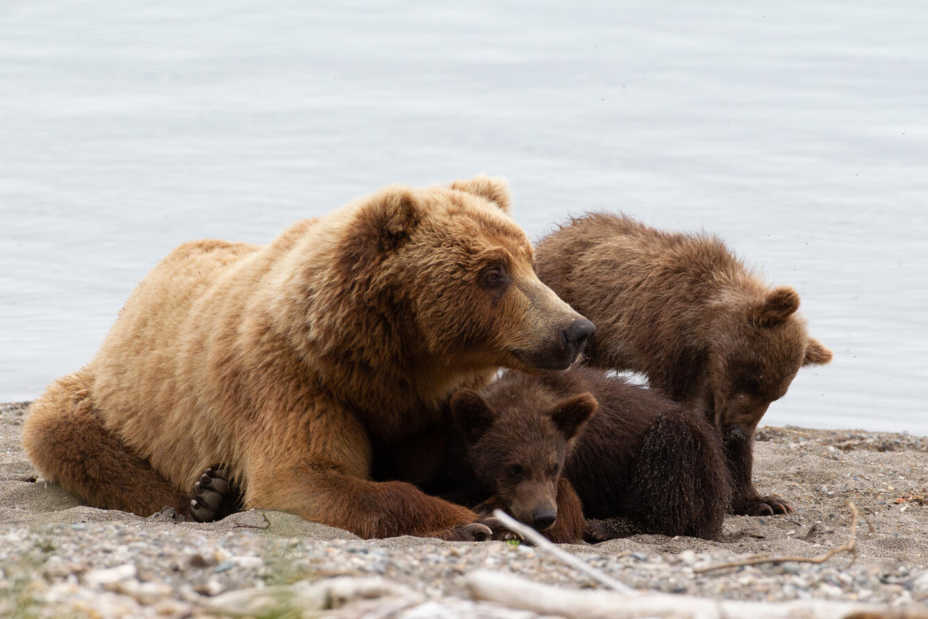 Brown bear with two small cubs resting on a beach.