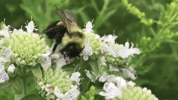 Rusty patched bumble bee on Virginia mountain mint