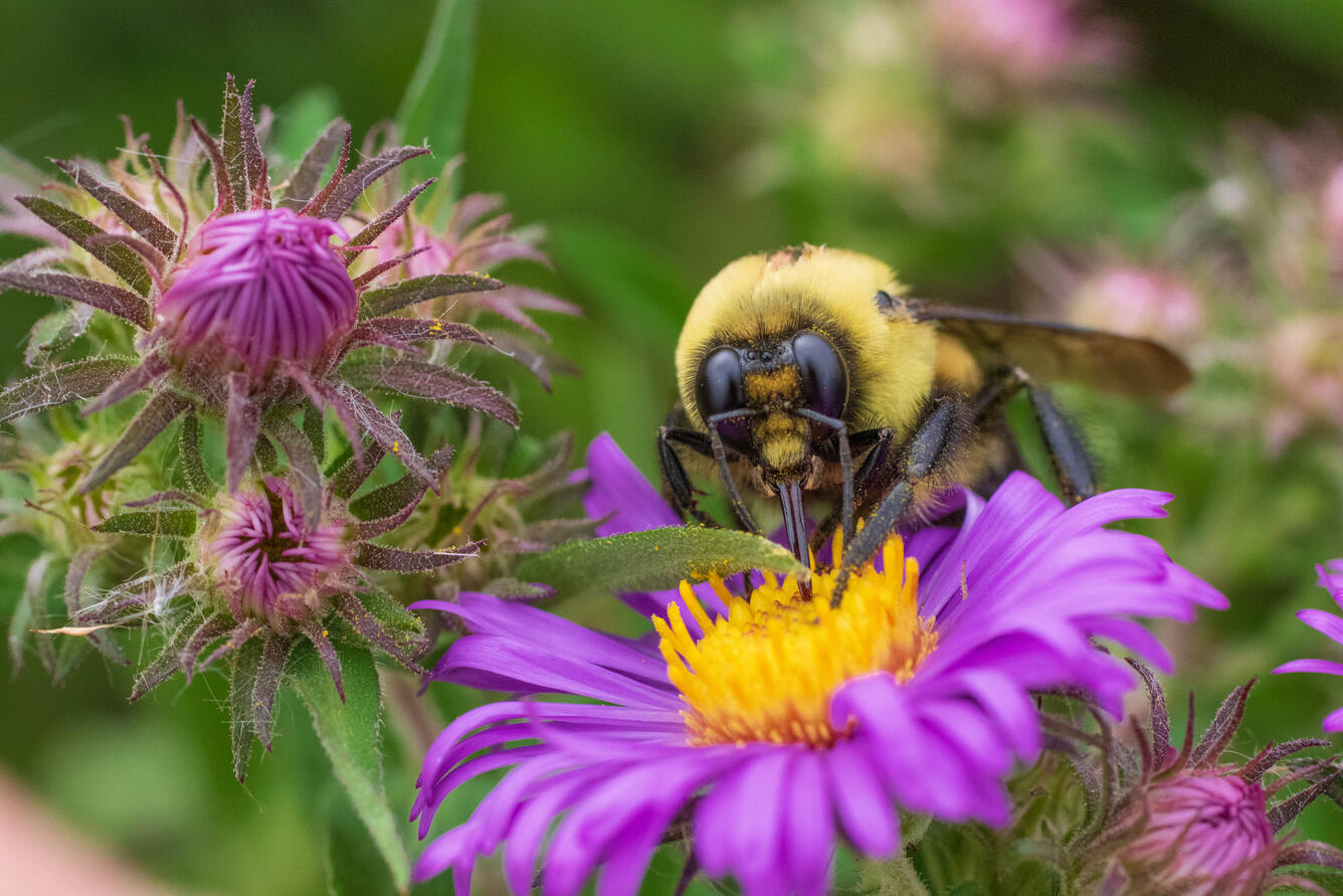 a close-up of a bumble bee face, with proboscis in the yellow center of a purple flower