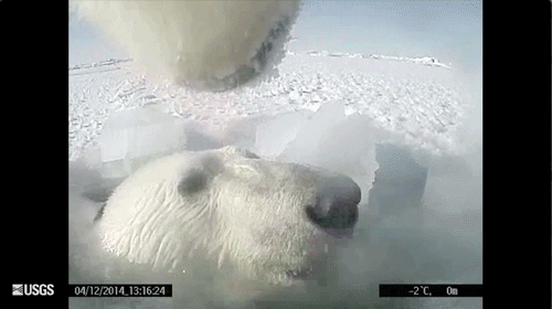Animated GIF of polar bears interacting on the ice