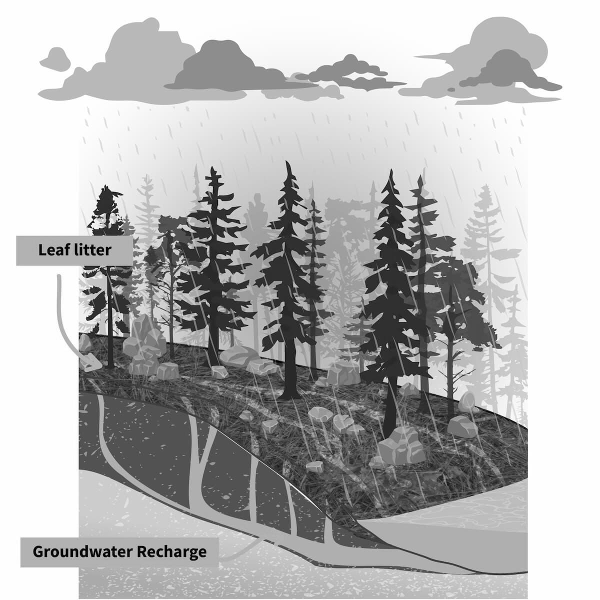 Rain is pouring down on a forest. Water adsorption into the soil is shown with leaf litter covering the topsoil 