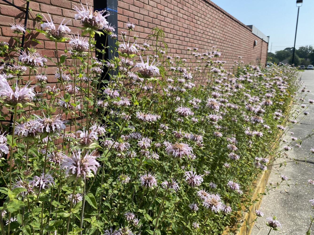 Wild Bergamot (Monarda fistulosa) in bloom in WARC flower bed