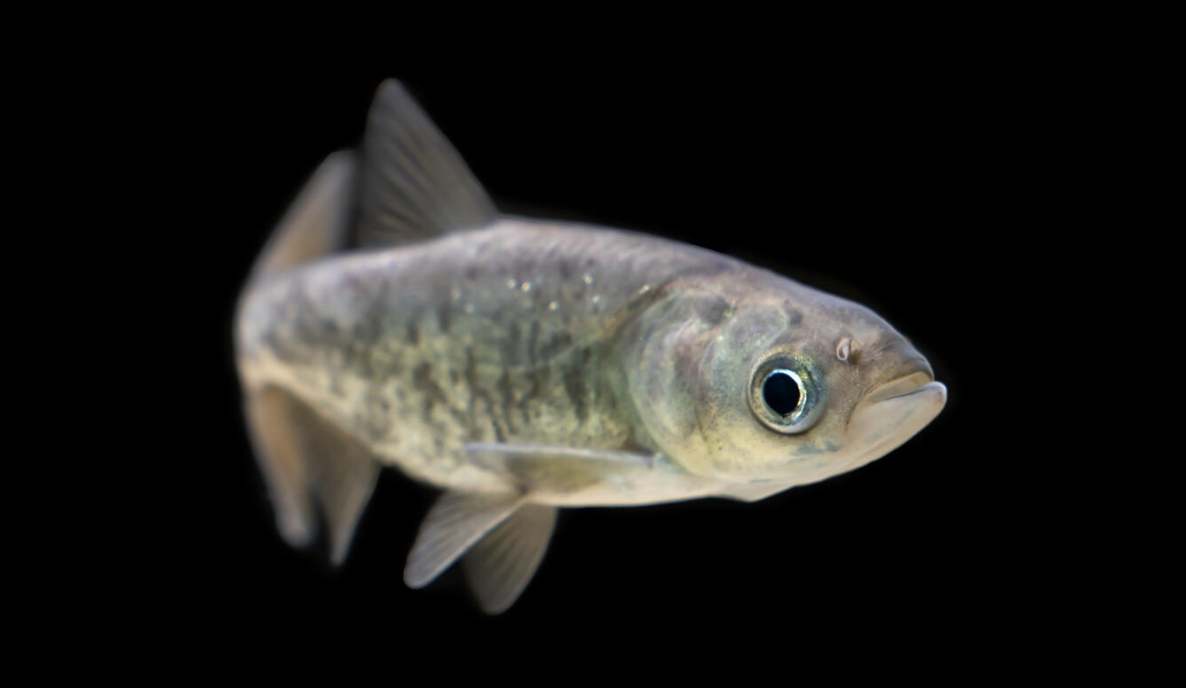 Juvenile bigheaded carp against a black background