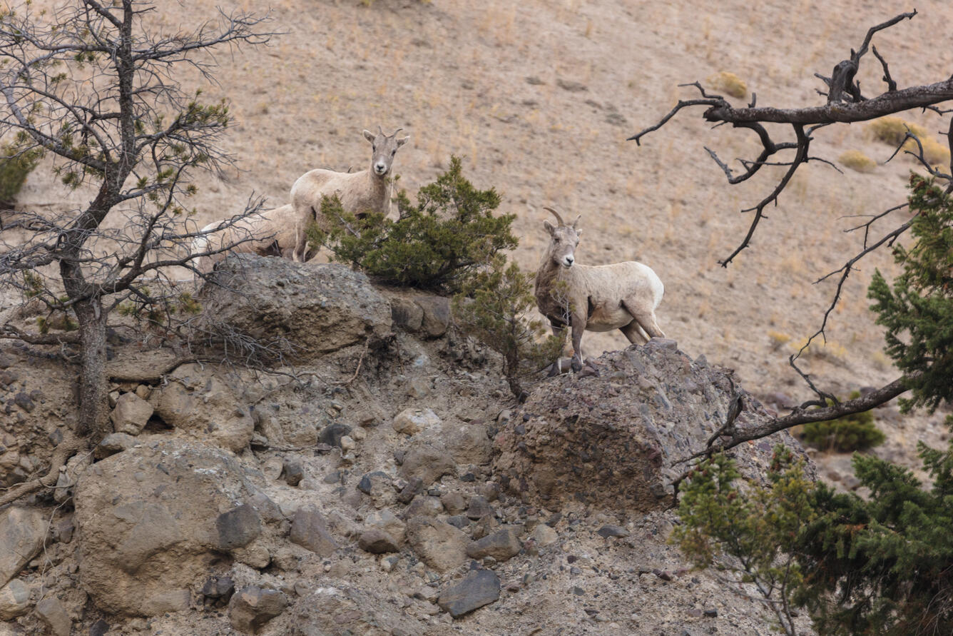 Bighorn sheep standing on rocks in a canyon