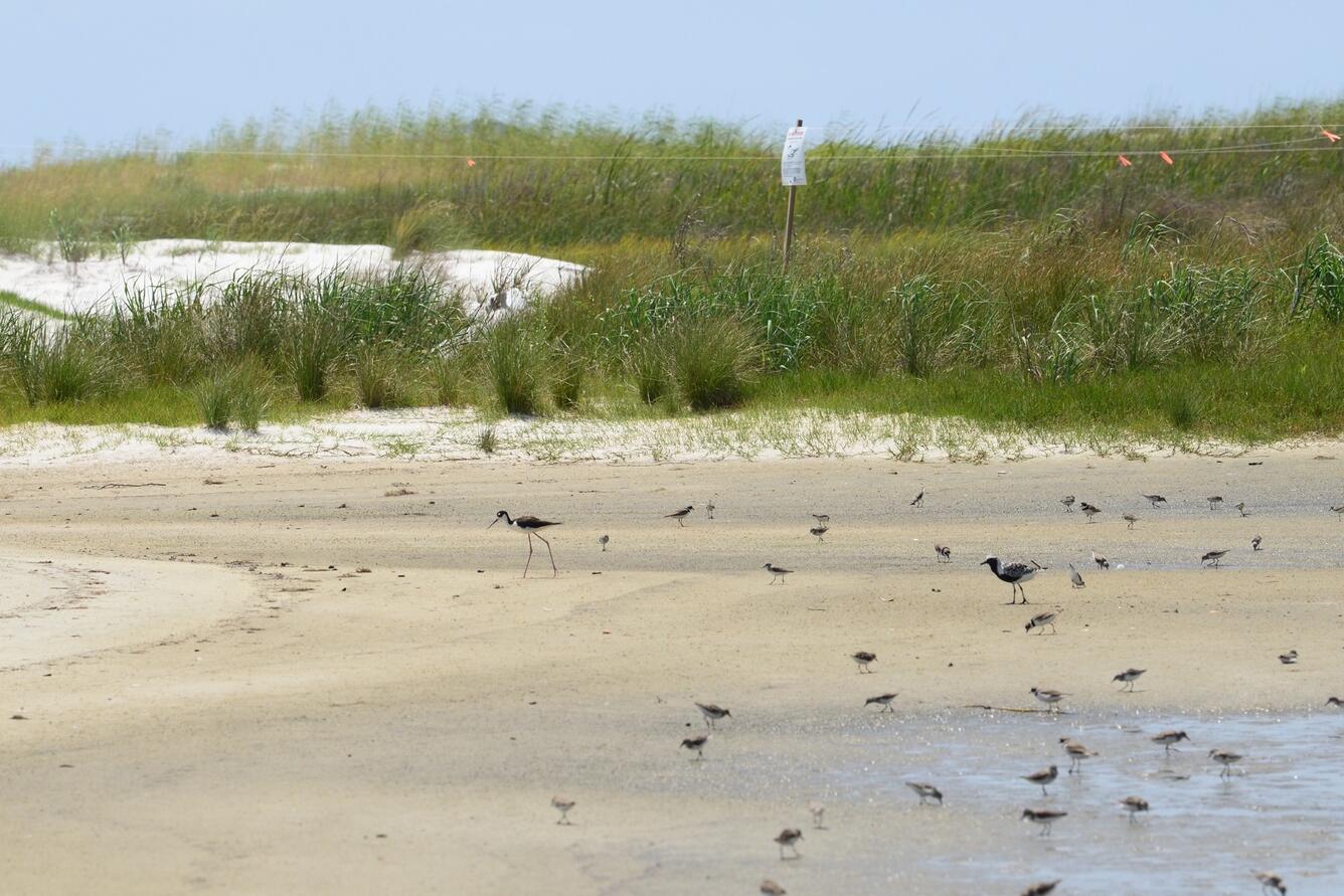 Birds on a sandy beach with green vegetation in the background