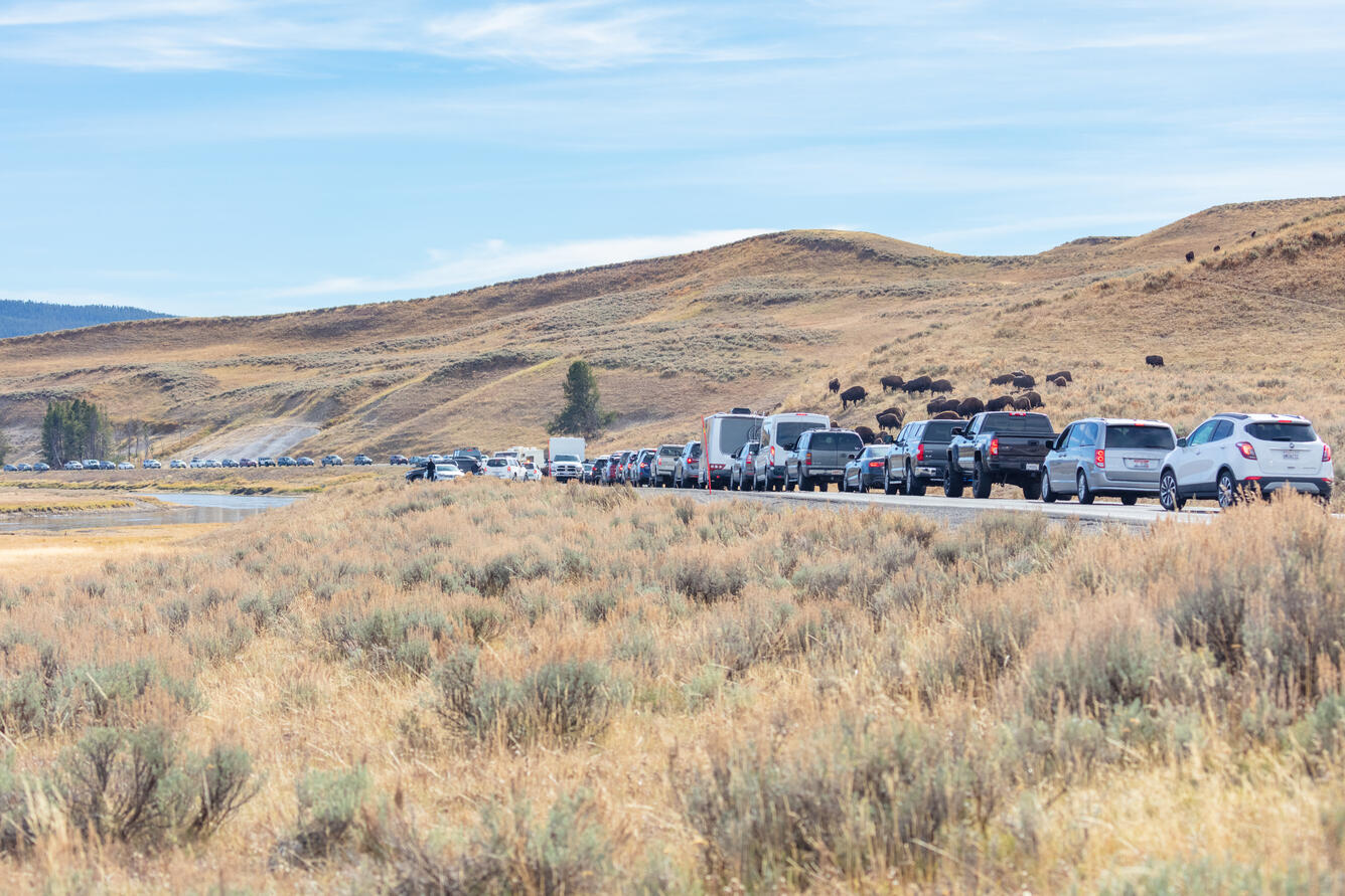 a line of cars stopped on the road, a group of bison on a hill of dried grasses and sagebrush shrubs, blue sky