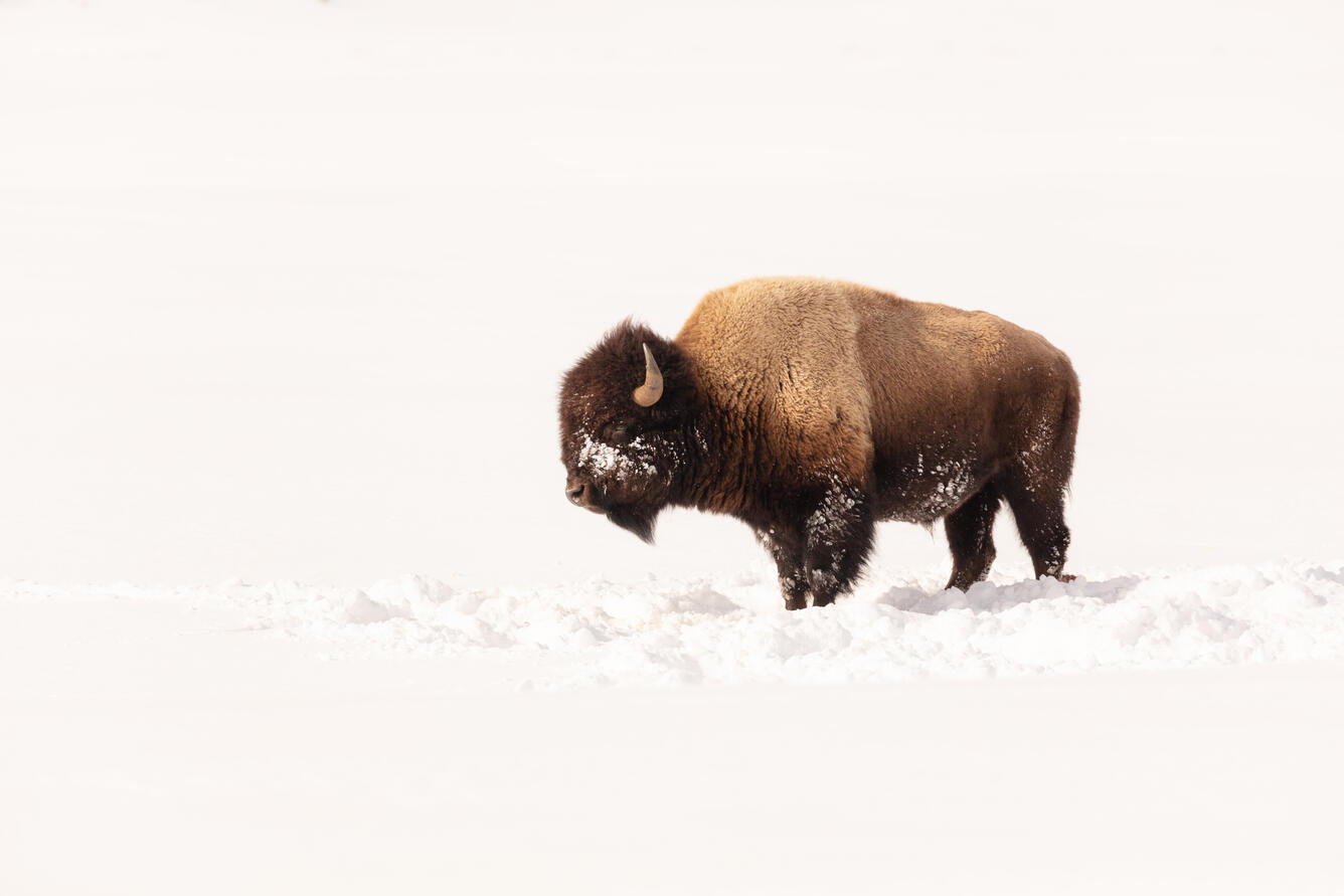 a lone male bison stands against a bright, white snowy background