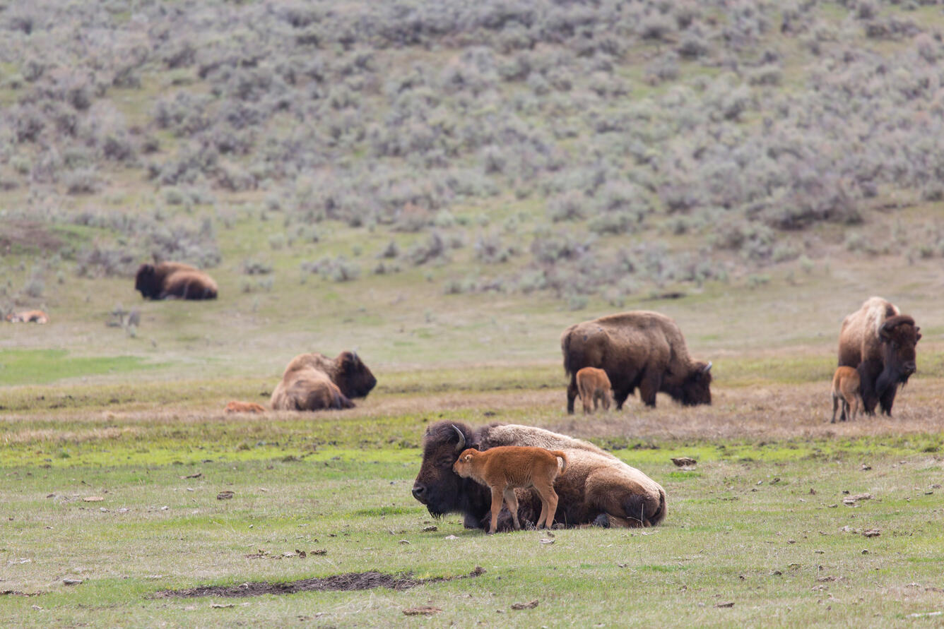 Bison cows and calves in a field