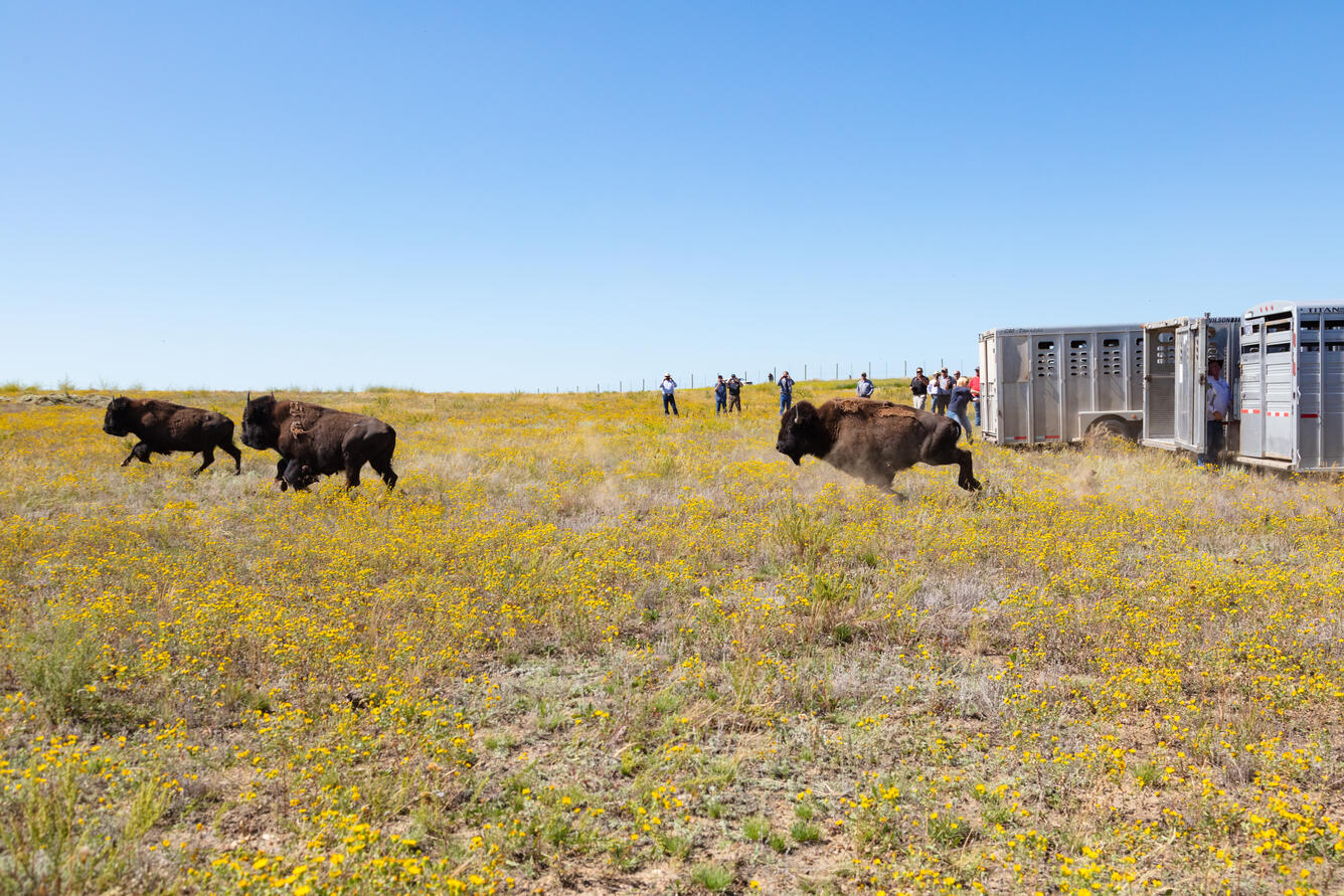 three bison running out of large animal trailers into a field of yellow flowers, people stand in the background