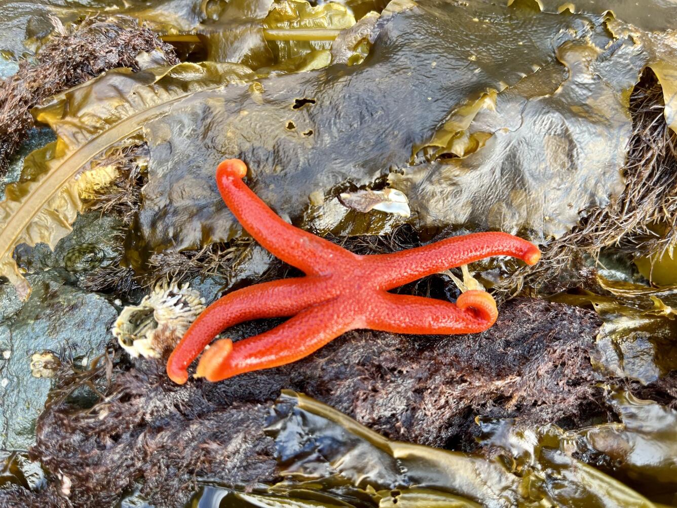 A SeaStar aka "Starfish" in the intertidal zone by leafy kelp blades. It is orange red in color with five arms.