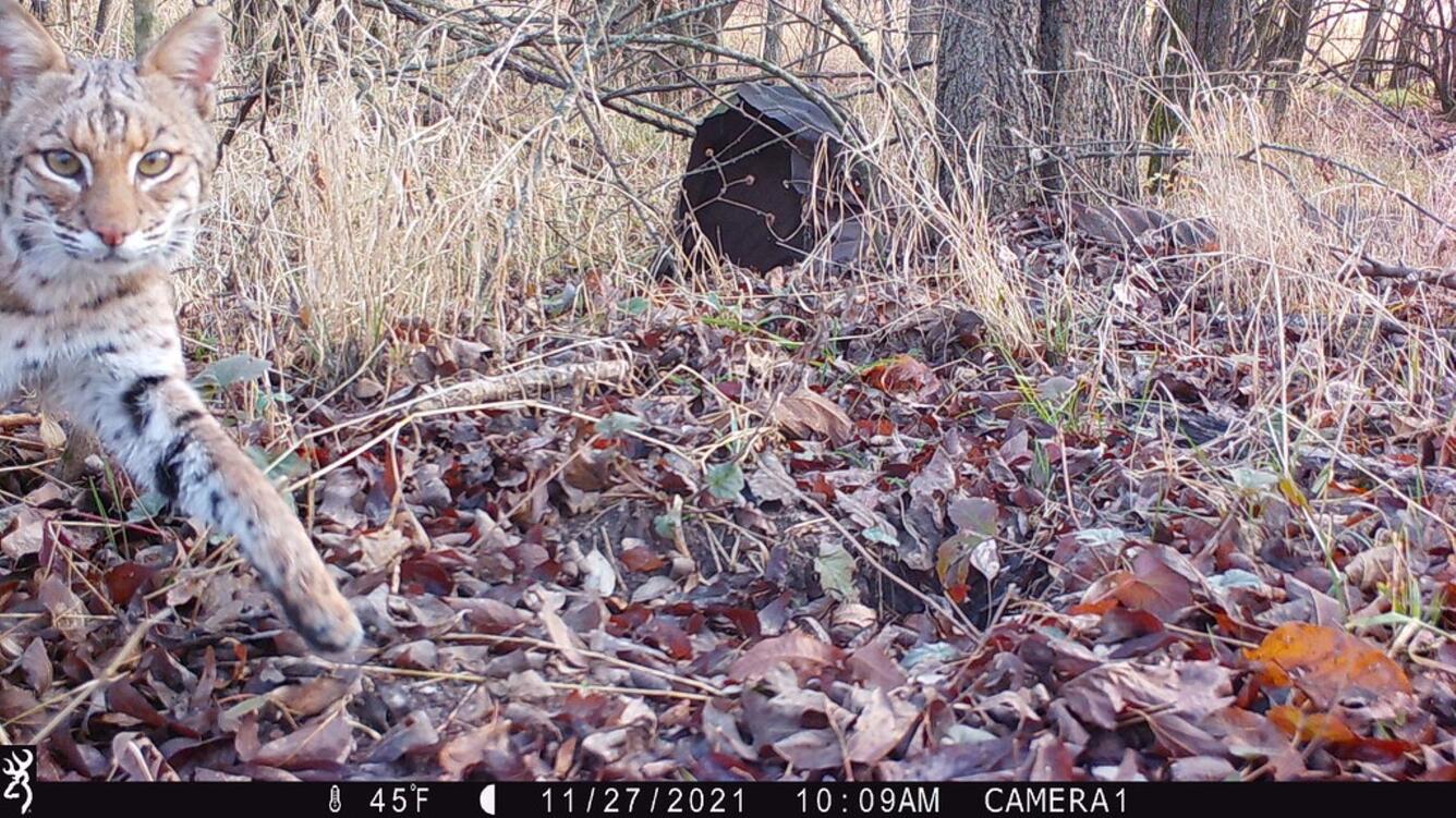 Bobcat