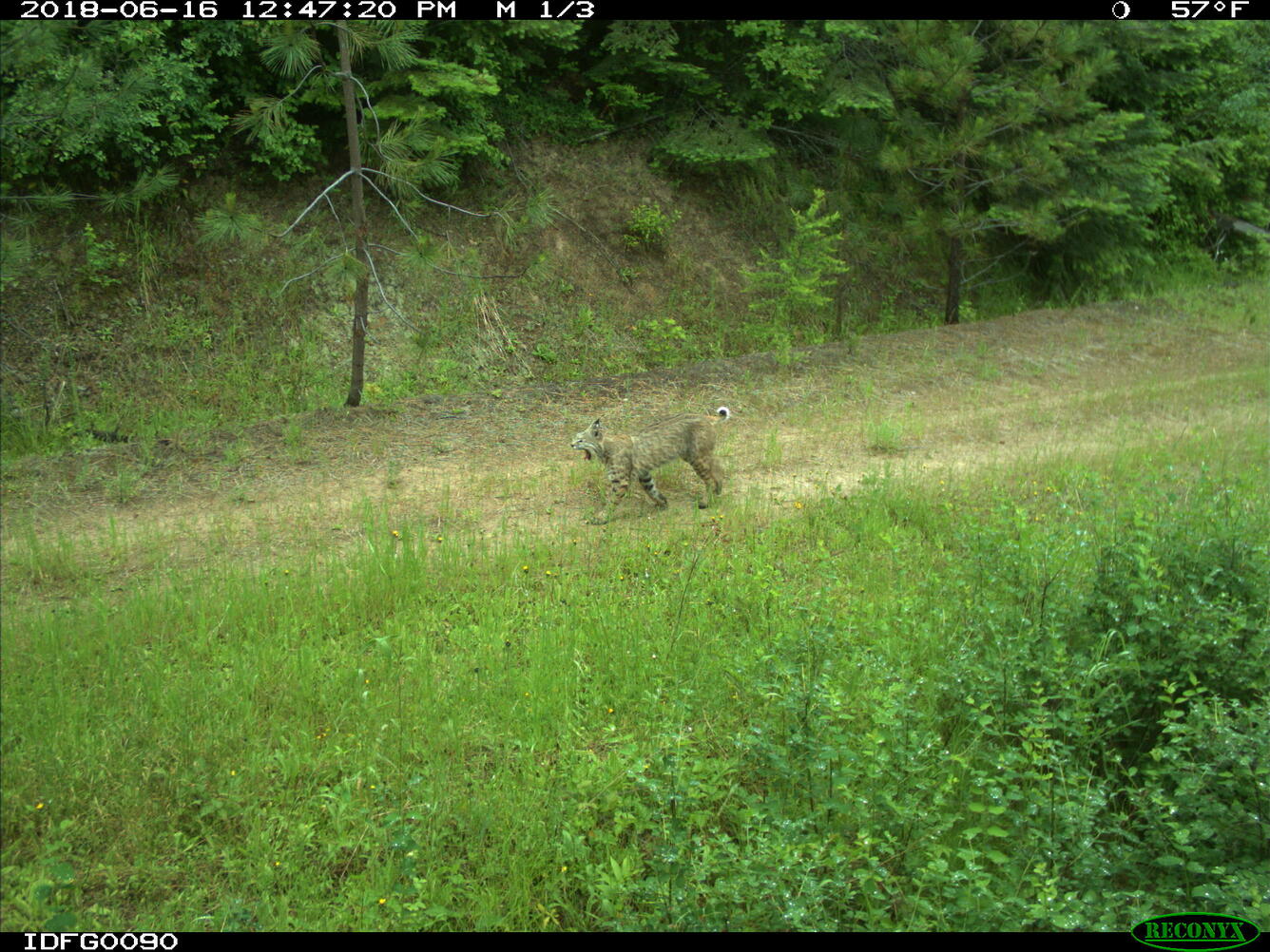 A trail cam spots a bobcat yawning in the Idaho wilderness
