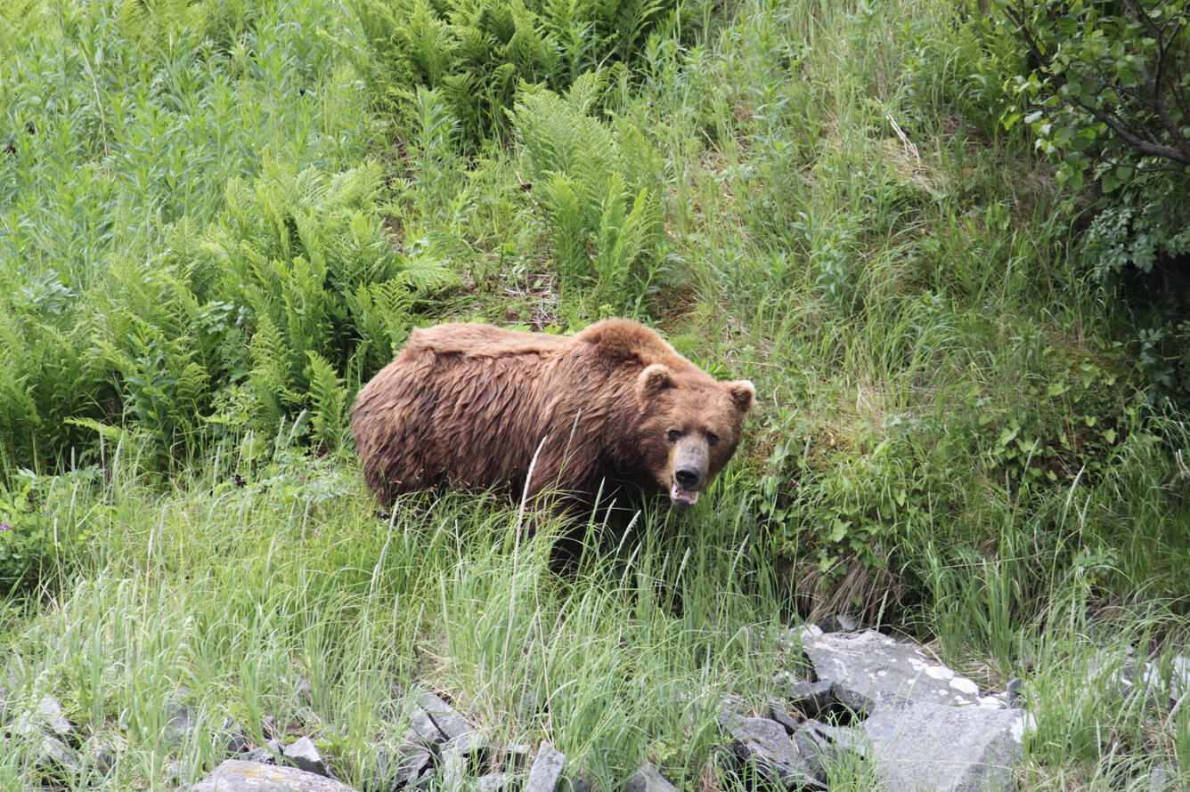 Brown Bear next to stream with lush green vegetation including ferns and grasses. Bear's tongue is sticking out.