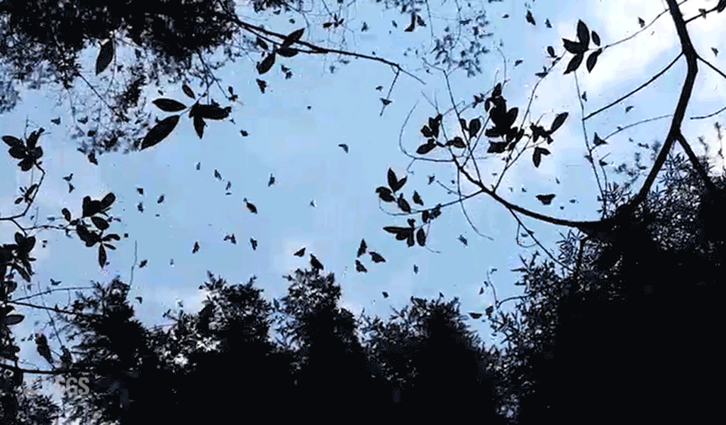 Animated GIF looking up a butterflies flying amongst tree cover.