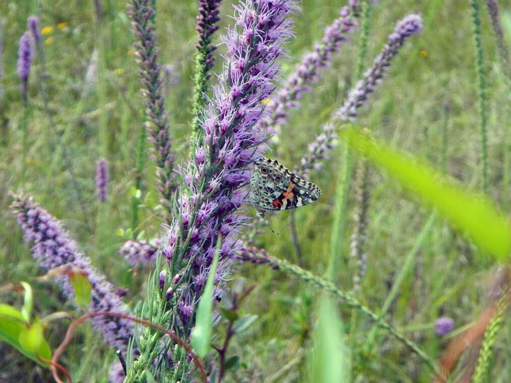Painted lady butterfly on prairie blazing star (Liatris pycnostachya)