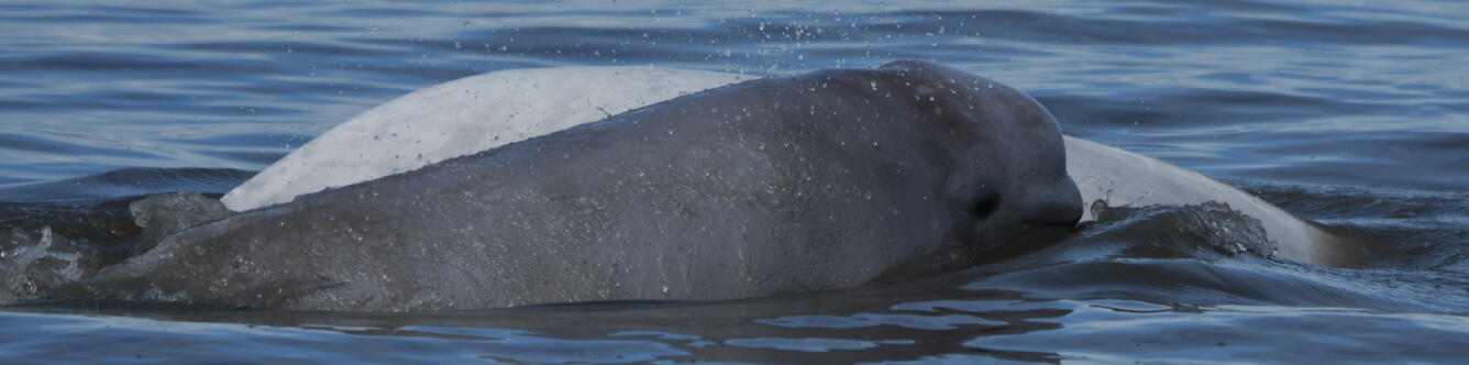 A Cook Inlet beluga whale calf (grey) swims next to its mother (white) in Cook Inlet, Alaska. Calf in front of mom.