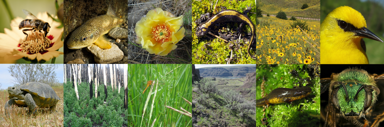 Ecosystems Mission Area collage part 2