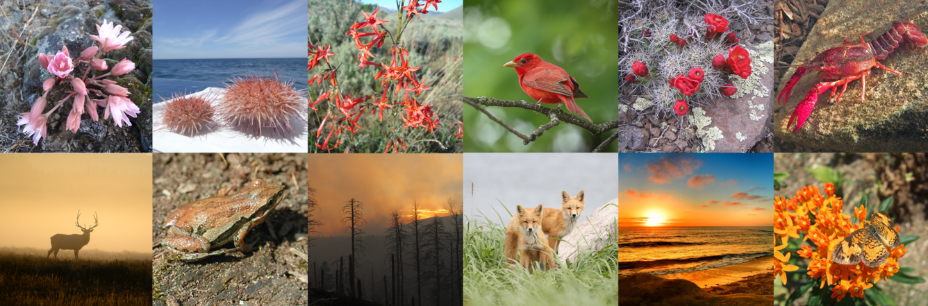 A collage of 12 photos split across two rows of 6. The photos show different plants, animals, and landscapes.