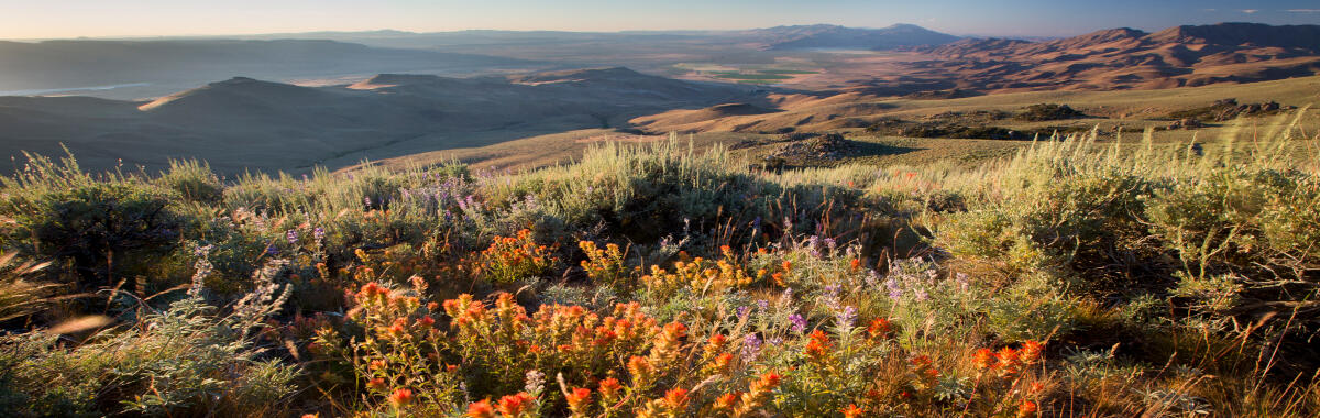 photo of hilly region with sagebrush and wildflowers in the foreground