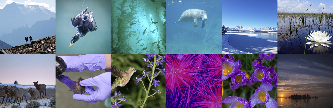 A collage of twelve photos distributed in two rows of 6. Photos are of plants and animals.