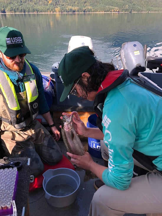 Two scientists collecting tissue samples from a rainbow trout on a boat on Ross Lake. 
